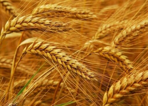 ترکیه به گندم روسیه، روی خوش نشان داد