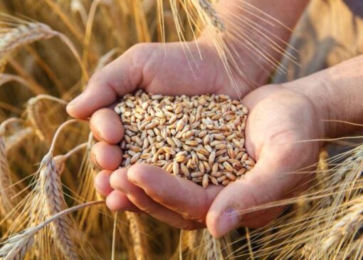 ۶۶ هزار تن گندم کیفی وارد کشور شد