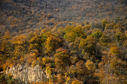 آفت کشاورزی در کنار جنگلها