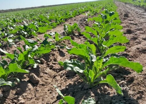 خسارت ۱۱ همتی سیل آذرماه به بخش کشاورزی