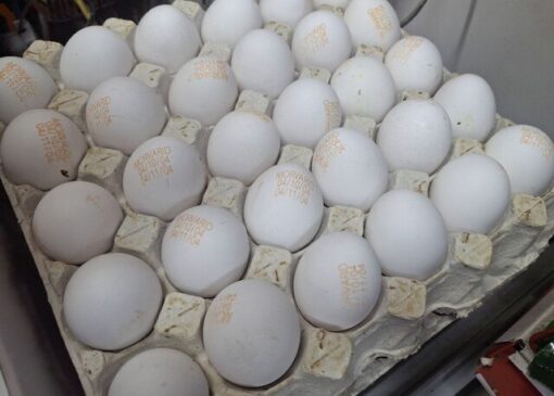 تخم‌مرغ ۳۰۰ هزار تومانی