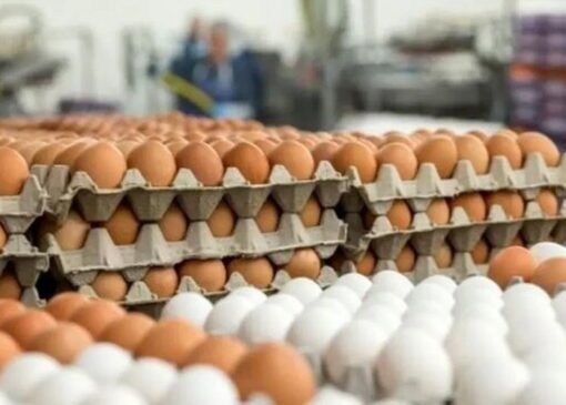 تخم‌مرغ دوباره گران شد!