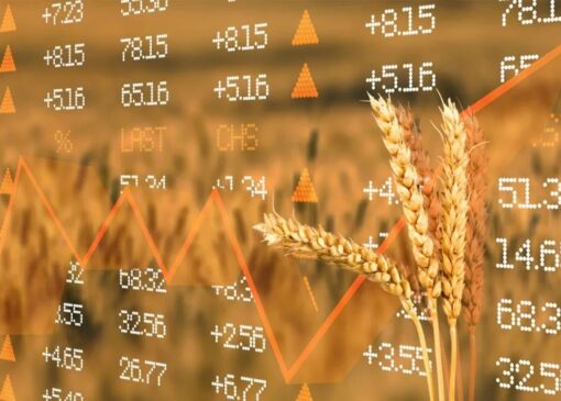 صعود قیمت گندم در میانه تنش‌های دریای سیاه