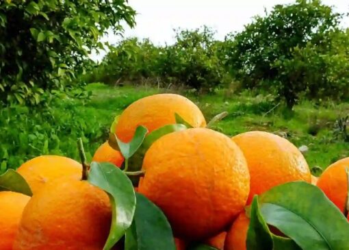 صادرات ۲۰۰ میلیون دلاری محصولات تازه و فرآوری شده مرکبات