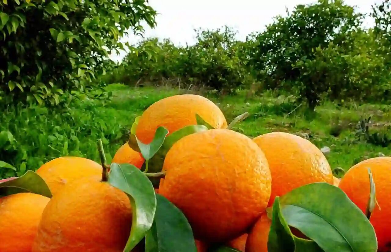 صادرات ۲۰۰ میلیون دلاری محصولات تازه و فرآوری شده مرکبات