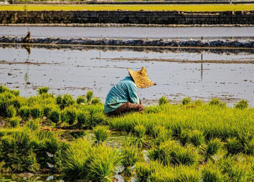 رشد ۵۰۰ درصدی تولیدات کشاورزی پس از انقلاب