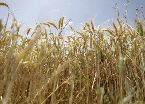 قیمت تضمینی گندم باید جهانی باشد