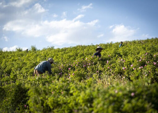 هشدار هواشناسی کشاورزی و اعلام وضعیت سطح نارنجی ویژه حامل‌های انرژی