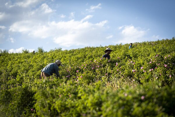 هشدار هواشناسی کشاورزی و اعلام وضعیت سطح نارنجی ویژه حاملهای انرژی