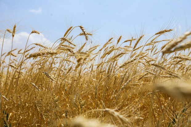 قیمت گندم نباید کمتر از ۵۰ هزار تومان در هر کیلوگرم باشد