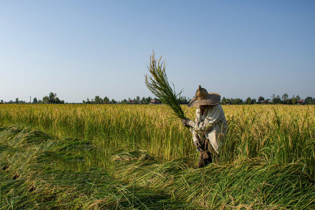 جهش تولید در شالیزارها آغاز شد