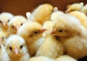 مجوز صادرات تخم‌مرغ نطفه‌دار و جوجه یک‌روزه مازاد صادر شد
