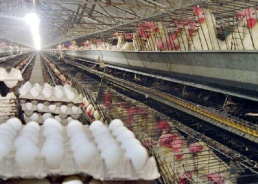 وفور مرغ و تخم‌مرغ در بازار تهران