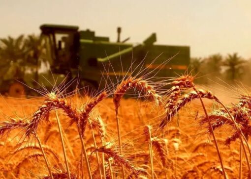 امروز قیمت گندم در کمیسیون تخصصی بررسی می‌شود