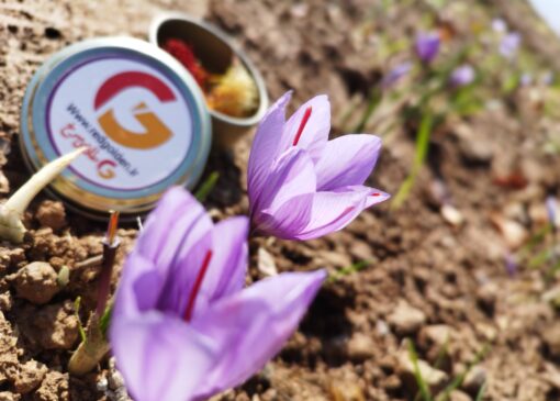 خشکسالی ضریب عملکرد کشت زعفران را کاهش داد