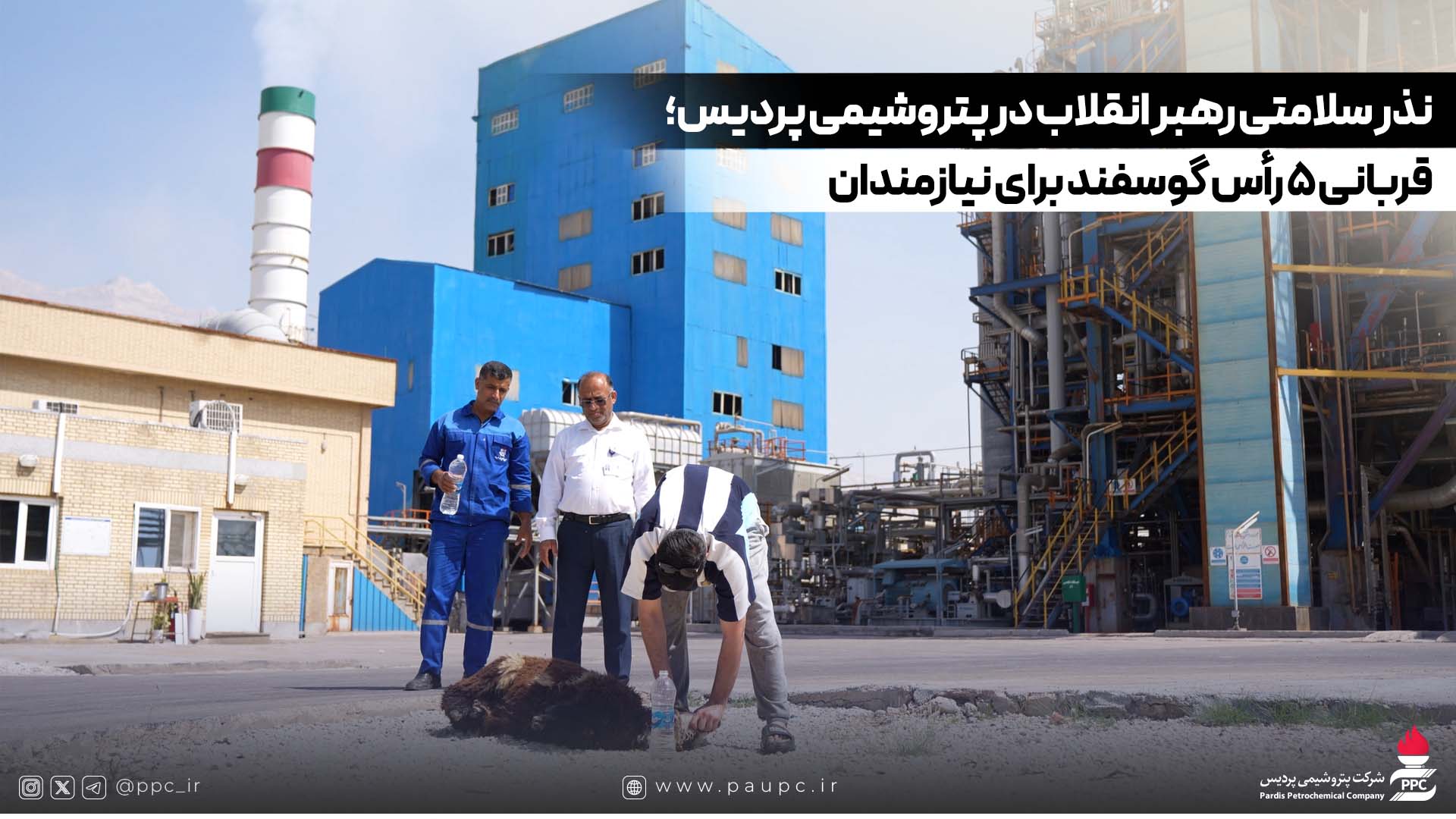 نذر سلامتی رهبر انقلاب در پتروشیمی پردیس؛ قربانی ۵ رأس گوسفند برای نیازمندان