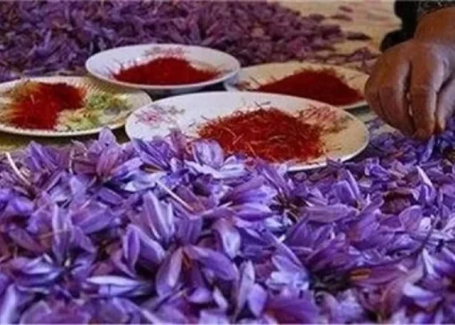 زعفران کیلویی چند؟