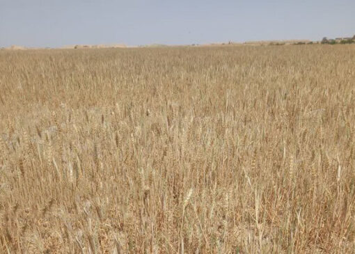 تحویل گندم نسبت به مدت مشابه سال قبل کاهش یافته است