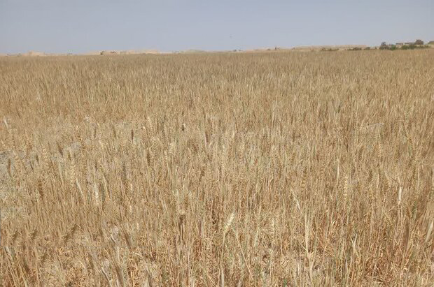 تحویل گندم نسبت به مدت مشابه سال قبل کاهش یافته است