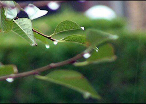تنظیم زمانبندی آبیاری از تنش کم‌آبی گیاهان جلوگیری می‌کند