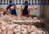 فاصله ۳۰درصدی قیمت مرغ زنده تا بازار مصرف