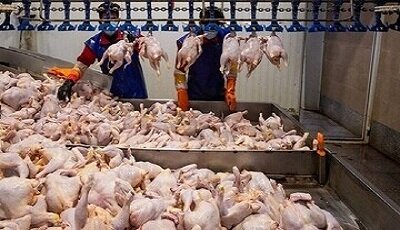 فاصله ۳۰درصدی قیمت مرغ زنده تا بازار مصرف